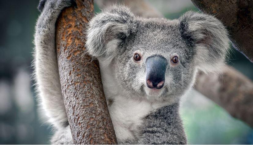 El koala supera al perezoso como el animal que más duerme