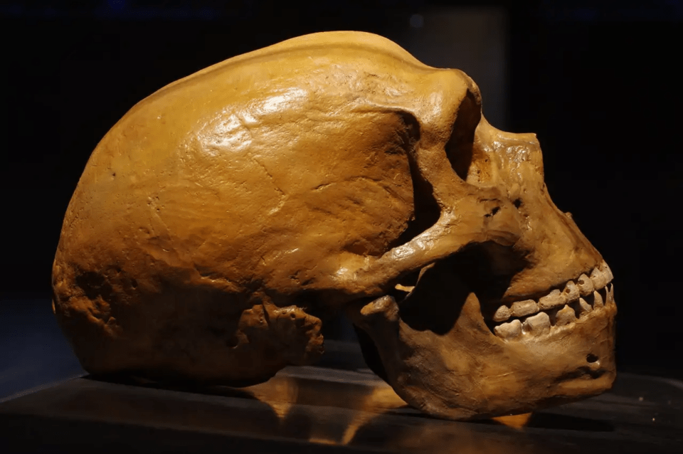 Los neandertales eran tan inteligentes como los 'Homo sapiens', según un sorprendente estudio