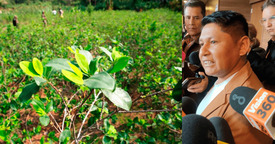 Diputado Lluta denuncia sobreproducción de coca y pide iniciar con la erradicación