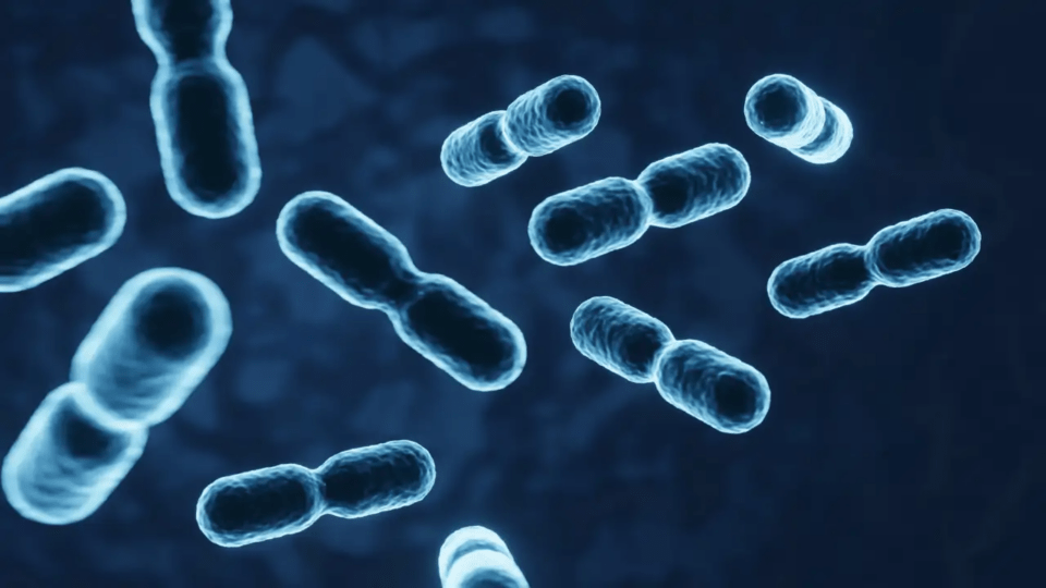 Así es como tus bacterias intestinales pueden controlar lo que comes (y hasta cambiar tus antojos)