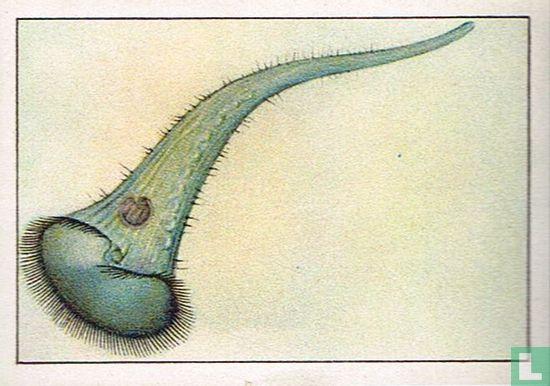 Un protozoo sin cerebro demuestra capacidad de aprendizaje y memoria
