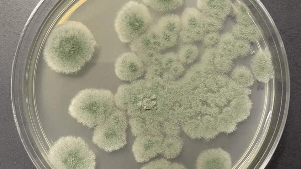 sarahlai/iNaturalist/CC BY-NC 4.0