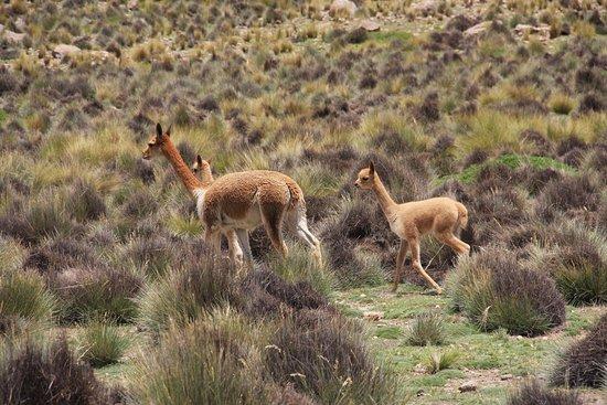 Bolivia Inicia monitoreo de vicuñas en áreas protegidas