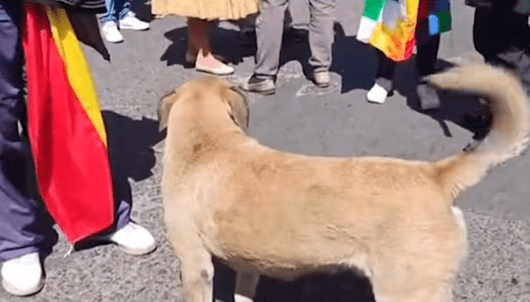 Un perro llega con la marcha que llegó de Cochabamba a La Paz