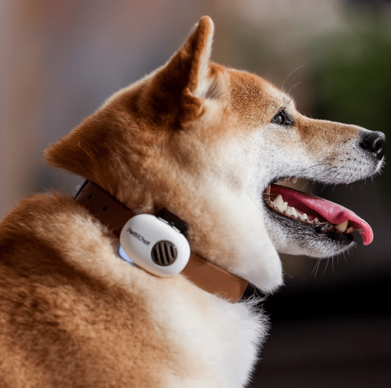 China crea traductor para para perros y gatos con 95% de efectividad