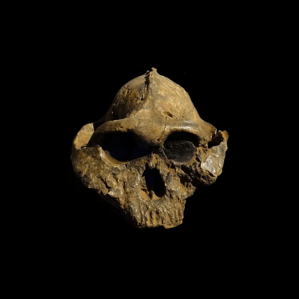 Reconstrucción de un cráneo de paranthropus