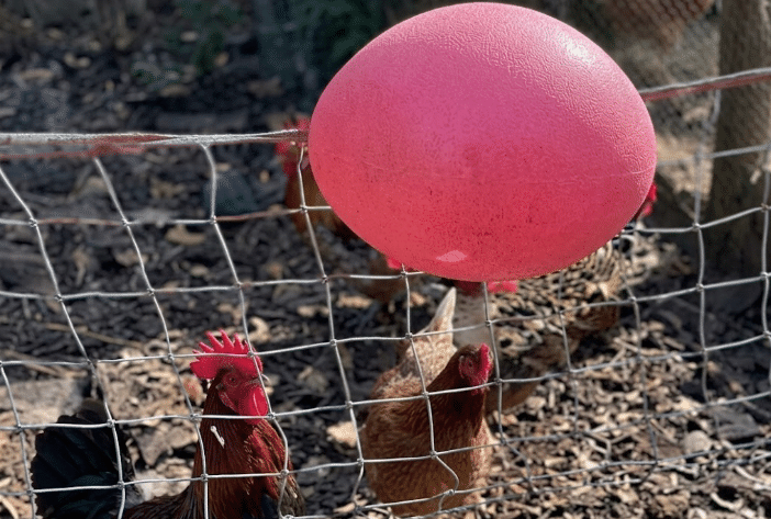 ¿Es real o no? Estas gallinas sorprenden en redes al jugar voleibol con un globo
