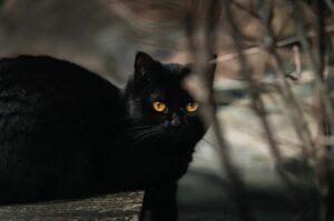 Día del Gato Negro: ¿Por qué se celebra cada 27 de octubre y cuál es su origen?