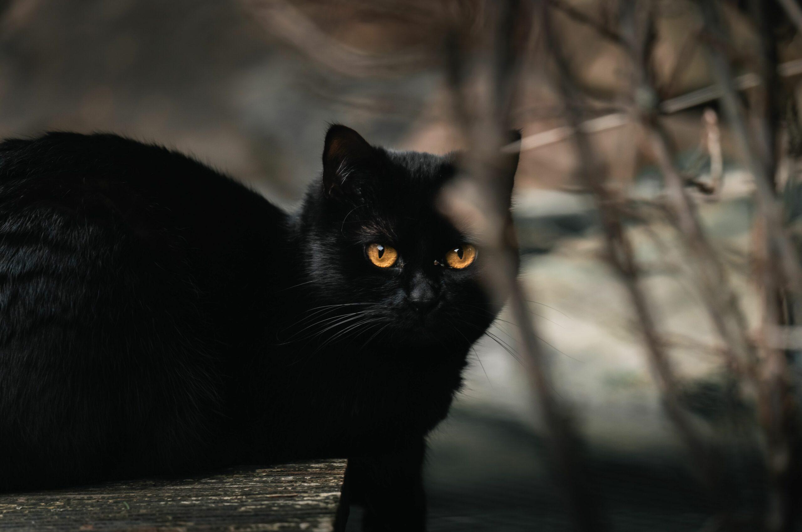 Día del Gato Negro: ¿Por qué se celebra cada 27 de octubre y cuál es su origen?